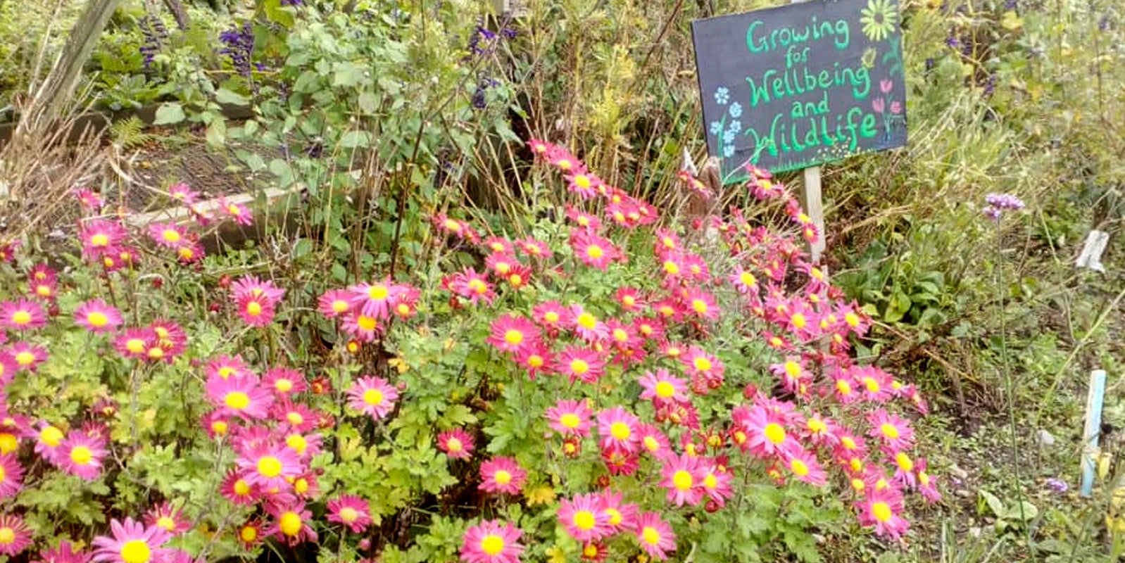 Seeding wellbeing