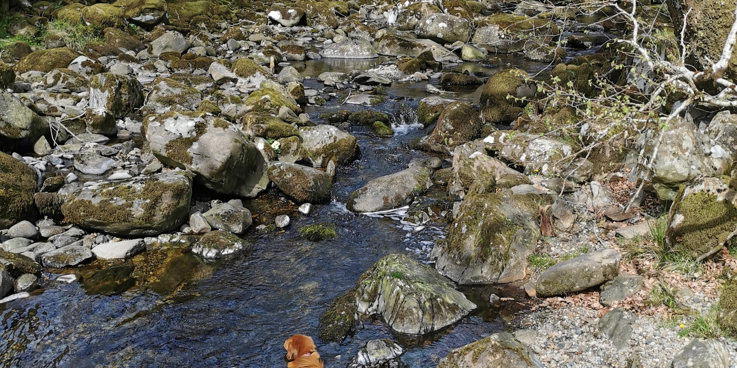 Adventures with Grace and Ruby