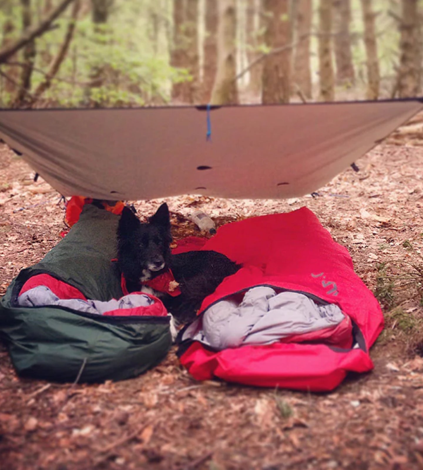 A double bivvy underneath a tarp