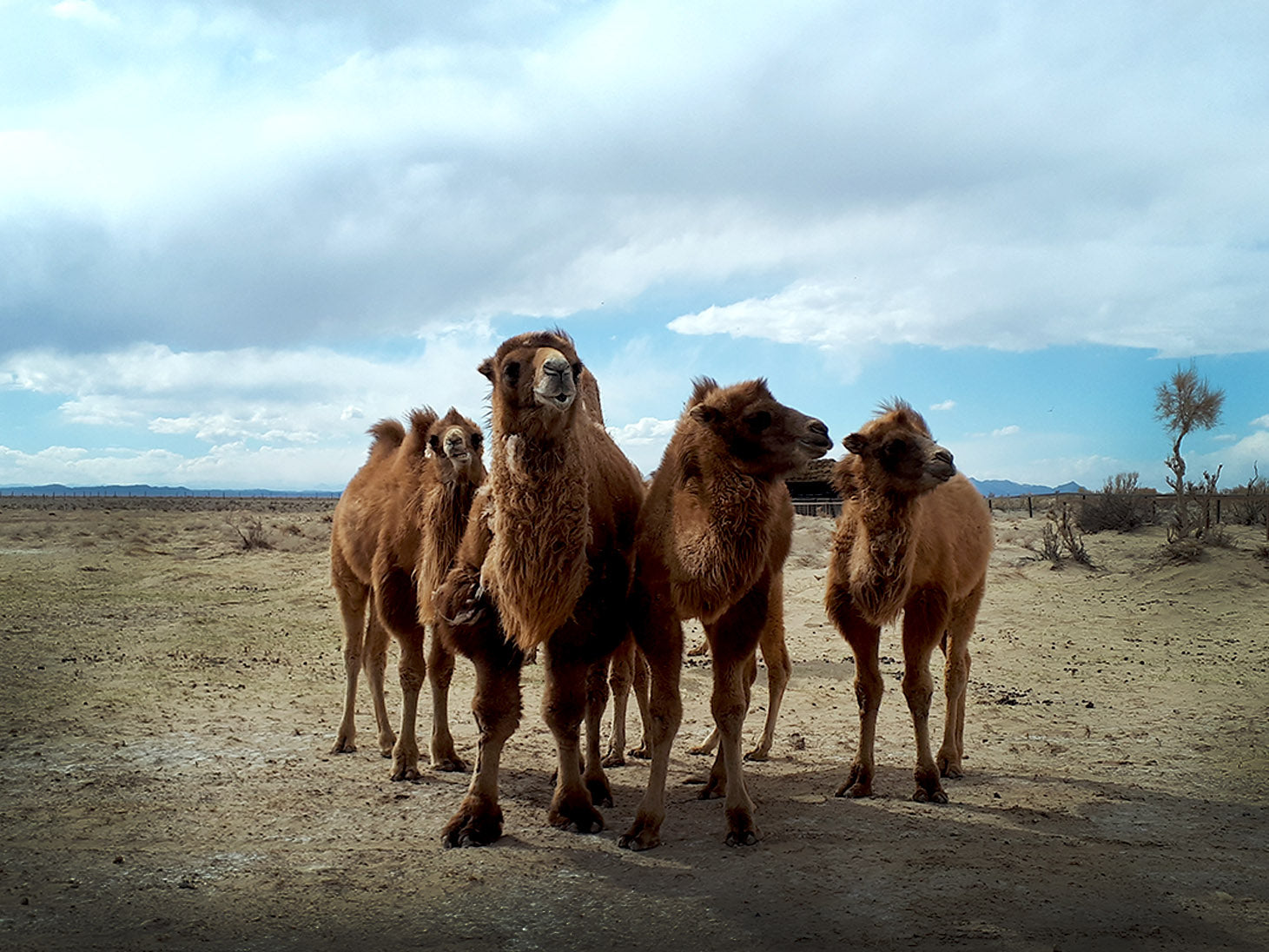 Wild Camels and Poo