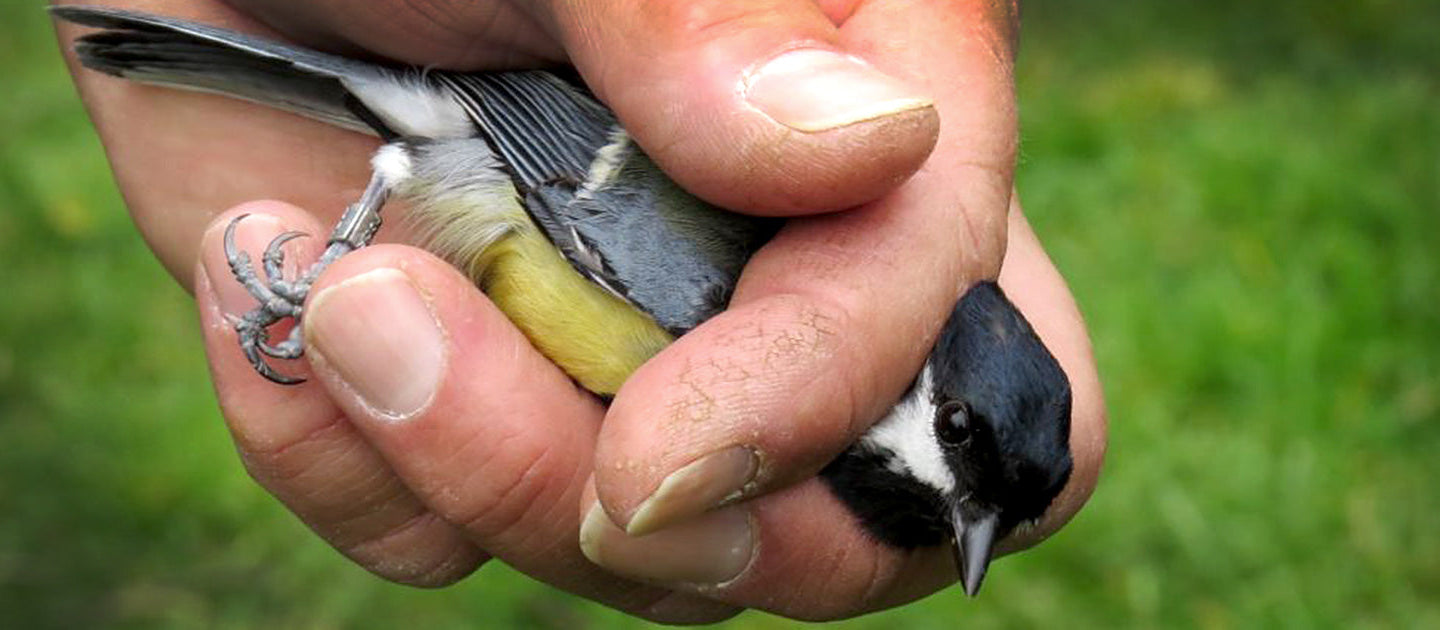 Bringing Ringing to Everyone