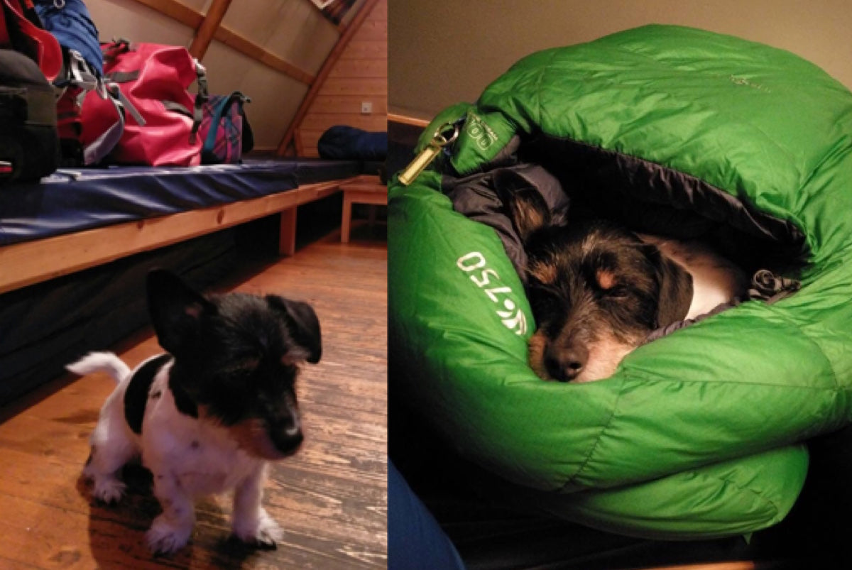 Alf the Adventure Seeking Jack Russell