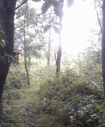 Helping Children Gain Access to Forest School