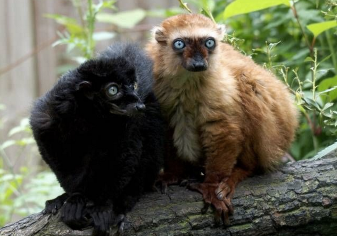 Aiding blue-eyed black lemur research