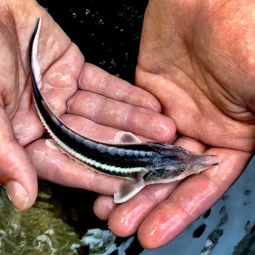 Following Nan - a slower, deeper style of mountaineering